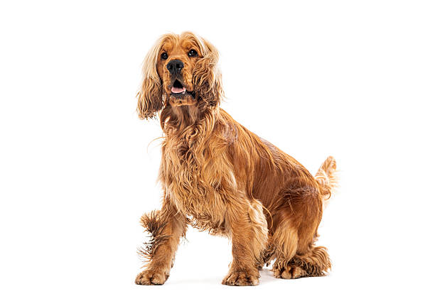 istock Cocker spaniel dog sitting portrait on white background 2245146824