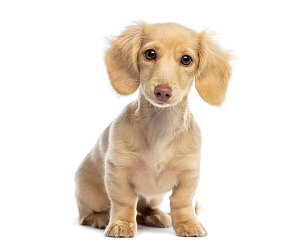 istock Adorable long-haired dachshund puppy sitting looking at camera 2245146826