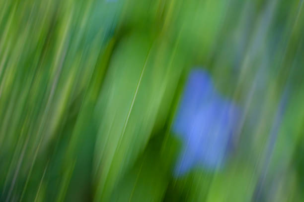 An abstract image capturing a soft blur of green and blue hues, evoking a sense of movement and serenity.
