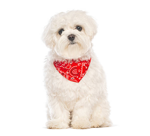 istock Maltese puppy wearing red bandana looking at camera 2245146919
