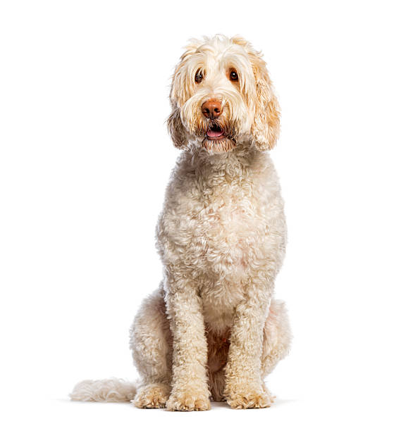 istock Labradoodle dog puppy sitting looking at camera 2245146926