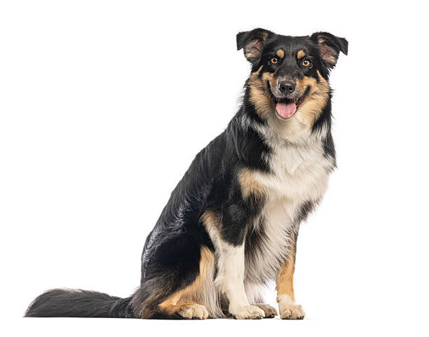 istock Border collie dog sitting, looking at camera, panting 2245146973
