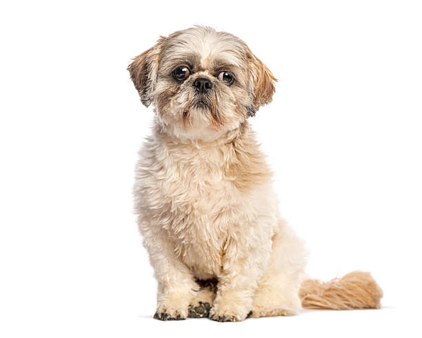 istock Shih tzu dog sitting on white background looking at camera 2245147041