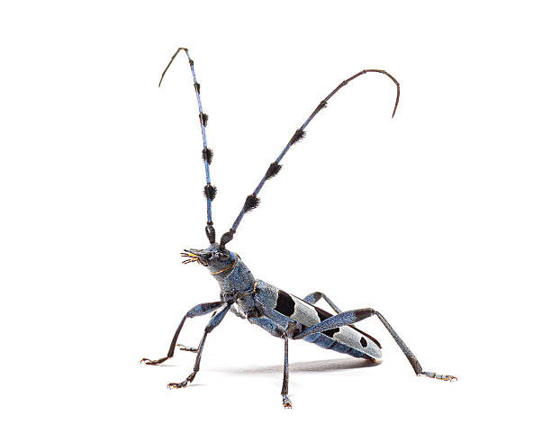 istock Rosalia longicorn beetle standing white background nature concept 2245147150