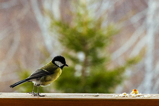 istock Vibrant bird Titmouse with distinctive colors is foraging for crumbs on a wooden surface, set against a softly blurred natural backdrop, highlighting its feeding habits 2245148169