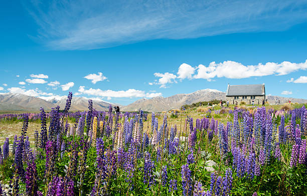 Brightly coloured lupins growing near the Church of the Good Shepherd, on the shores of Lake Tekapo on New Zealand's South Island.