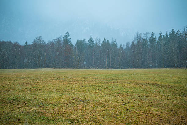 Quiet meadow with gentle snowfall and dense evergreen forest border under a hazy sky.