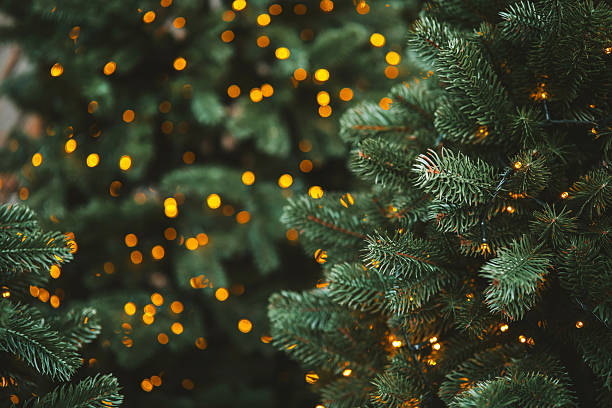 istock Christmas tree branches with warm golden bokeh lights creating a festive atmosphere. 2245148888