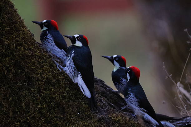 istock Acorn Woodpeckers 2245149179