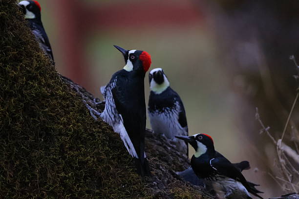 istock Acorn Woodpeckers 2245149711