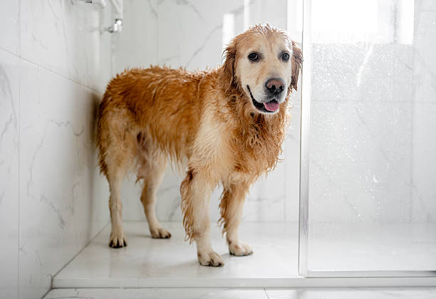 istock Wet Golden Retriever Dog 2245150729
