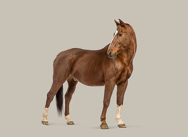 Chestnut horse standing with a white blaze and socks on an isolated brown background