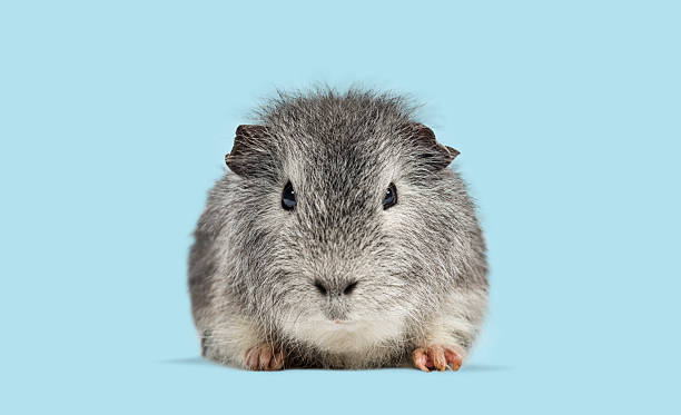 istock Grey guinea pig looking at camera on blue background 2245150812