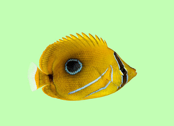 istock Yellow butterflyfish swimming underwater isolated green background 2245150821