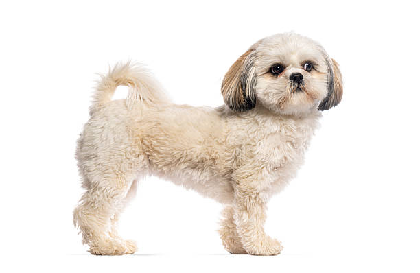 istock Shih tzu dog standing looking at camera on white background 2245150871