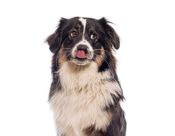 istock Australian shepherd dog licking nose looking up 2245150875