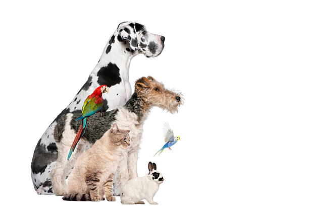 istock Diverse group of pets gathering together on white background 2245150889