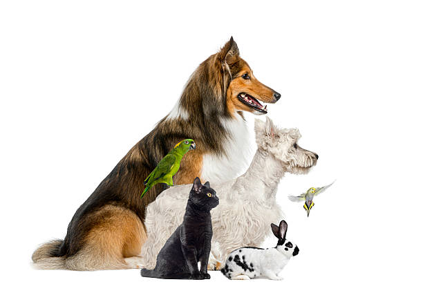 istock Diverse group of pets together on white background 2245150892