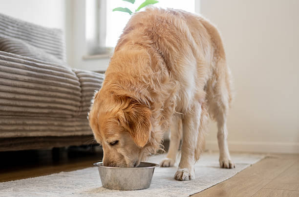 istock Golden Retriever Eating From Bowl 2245150899