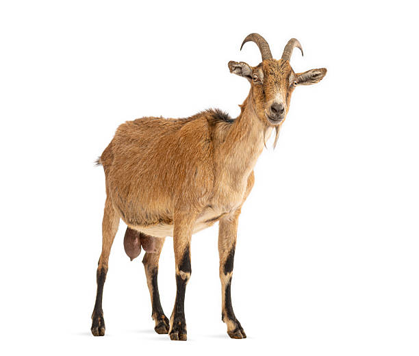 istock Male goat buck standing looking at camera 2245150918