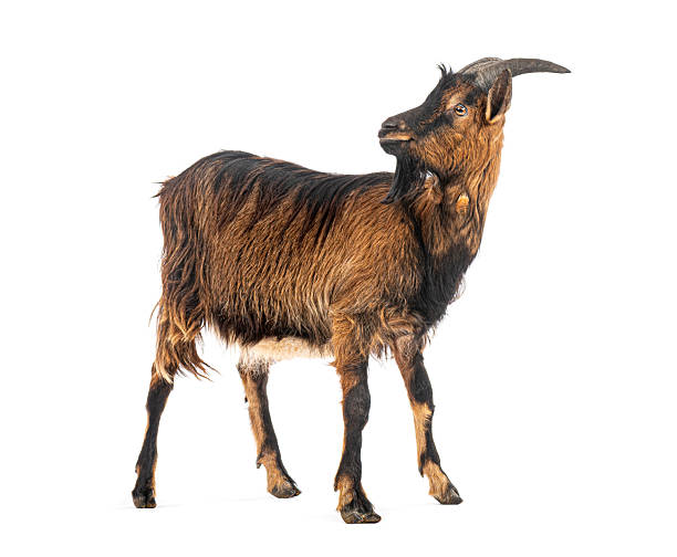 istock Brown goat standing with horns on white background 2245150919