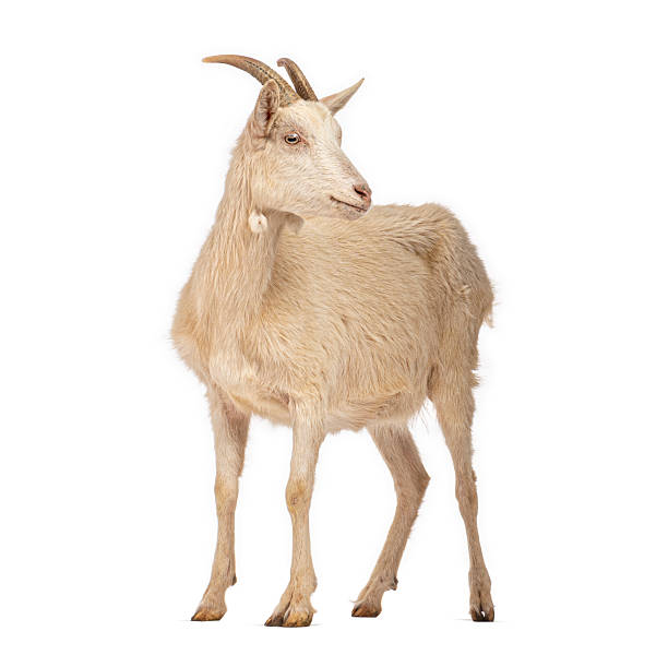 istock Domestic goat standing, looking away on white background 2245150932