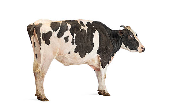 istock Holstein cow standing sideways on a white background 2245150950