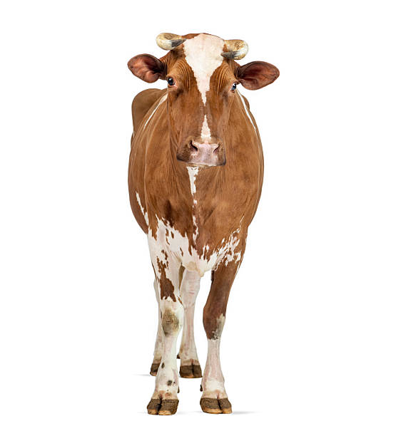 istock Brown and white dairy cow standing isolated on white 2245150970