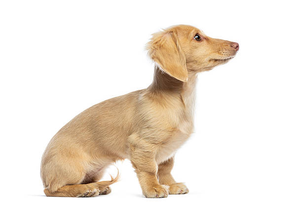 Dachshund puppy sitting looking away with white background