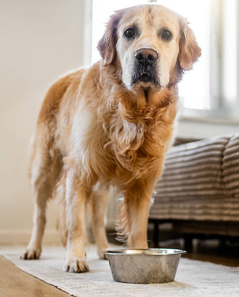 istock Golden Retriever Eating From Bowl 2245150973