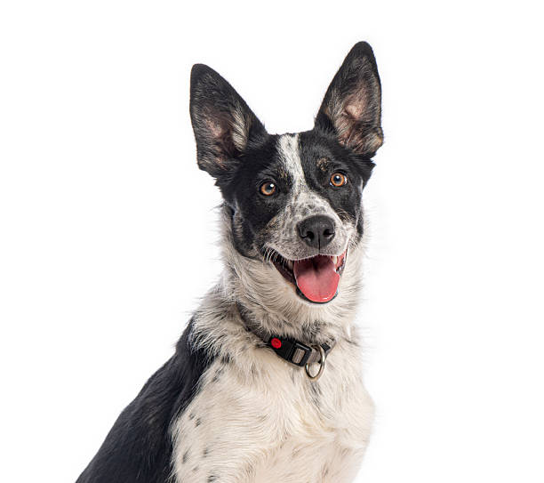 istock Happy border collie dog looking at camera with open mouth 2245151053