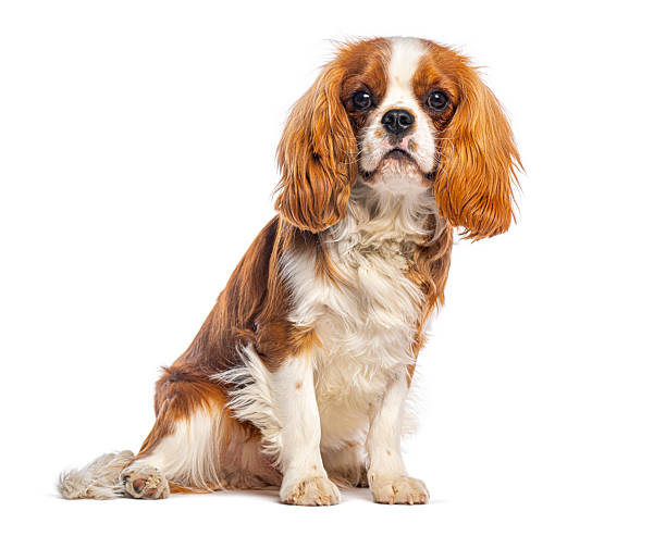 istock Cavalier king charles spaniel dog sitting on white background 2245151056