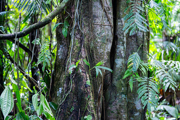 Logs and roots from the jungle, Amazon rainforest and nature