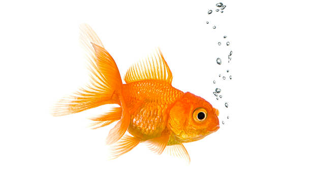 istock Goldfish swimming in water with bubbles on white 2245151432