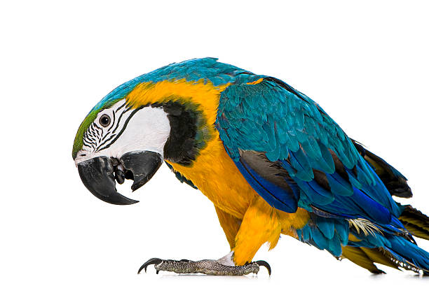 istock Young Blue-and-yellow Macaw, Ara ararauna, parrot standing on white background 2245151455