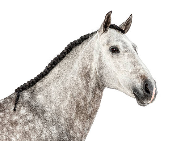 istock Dapple gray horse head with braided mane grooming 2245151482