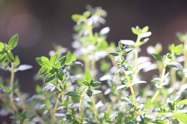 Close-up photograph of thyme growing in a small flowerpot in a sunny outdoor garden.