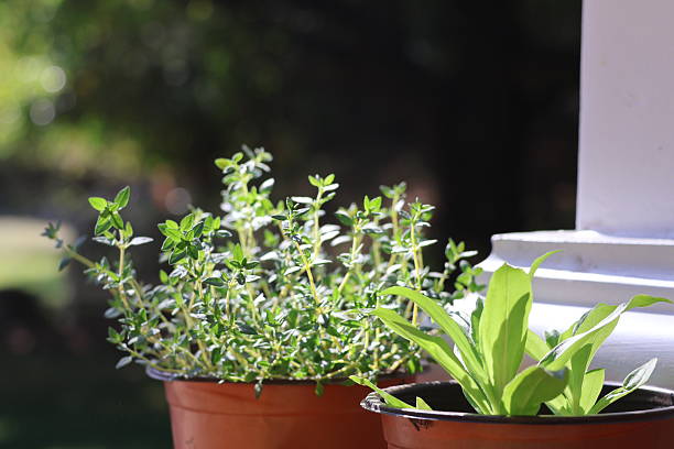 This photo showcases a beautifully arranged raised herb garden, set against a lush backdrop of greenery and trees. The wooden planter box is filled with thriving herbs.