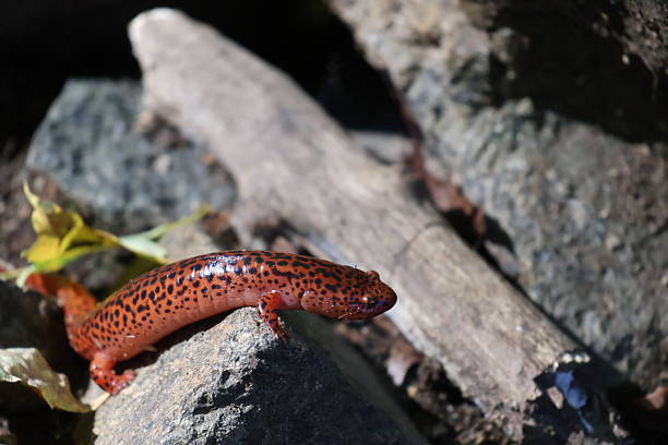 Closed up adult Himalayan newt, crocodile newt, Himalayan salamander, crocodile salamander or red knobby newt, low angle view, front shot, foraging on the wet rock covering with green moss in nature of tropical moist montane forest, national park on high mountain in northern Thailand.
