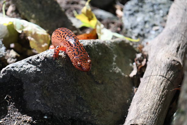 A small red salamander with black spots sunbathing on a rock in the woods in the forest.