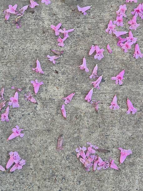 istock Pink flowers of a lapacho tree on the ground 2245156062