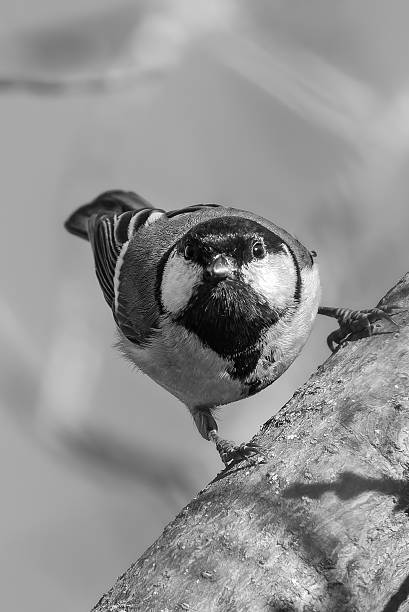 istock Great Tit perched on a branch in the morning light 2245156623