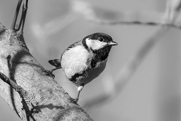 istock Great Tit perched on a branch in the morning light 2245156624