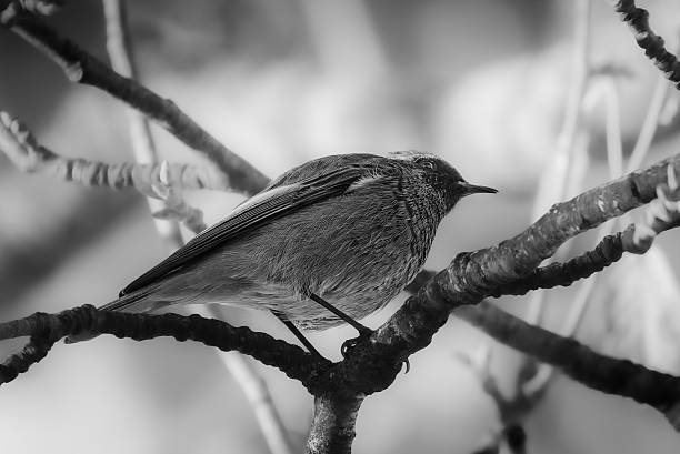 istock Black Redstart perched on a branch in the morning light 2245156632