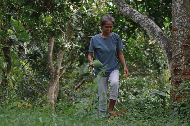 istock Mother Carrying Fresh Mangoes Through Dense Foliage Toward Her Basket 2245157268