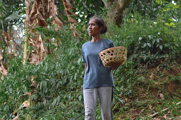 istock Mother Carrying Mango Basket While Observing Her Surroundings in Orchard 2245157292