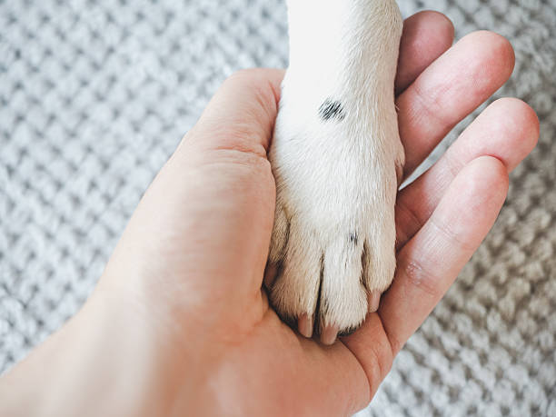 istock Dog's paws and human hands. View from above 2245157547