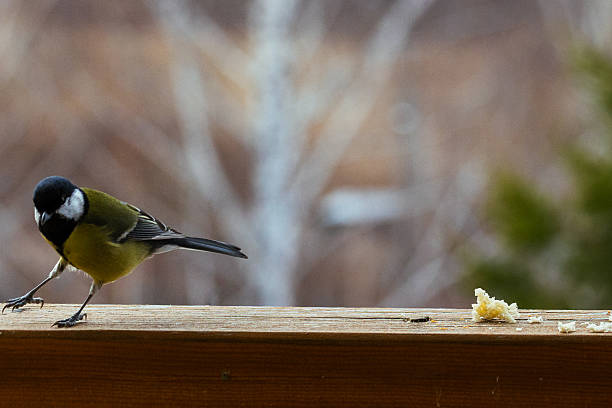 istock Vibrant bird Titmouse with distinctive colors is foraging for crumbs on a wooden surface, set against a softly blurred natural backdrop, highlighting its feeding habits 2245157564