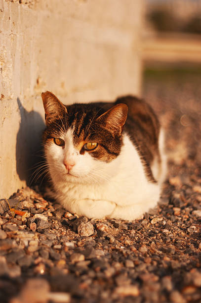 istock Tabby and White Cat Resting at Sunset 2245160038