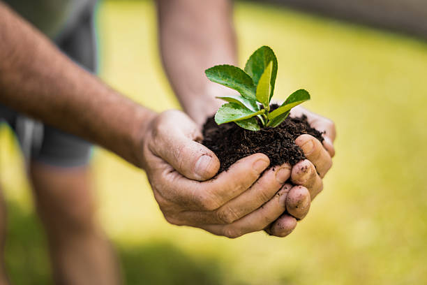 istock man holding a little plant 2245160792